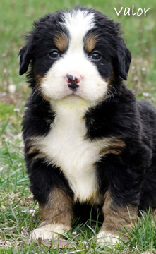 teddy bear bernese mountain dog